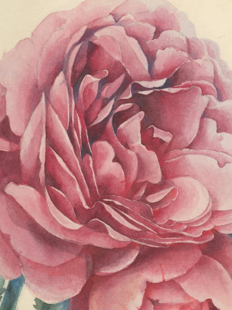 Image of Rose