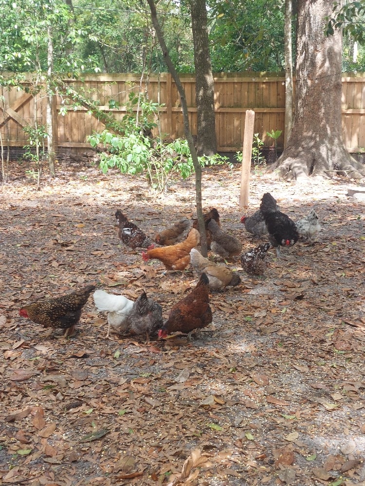 Image of Feed Our Animals Party 🐇🐓