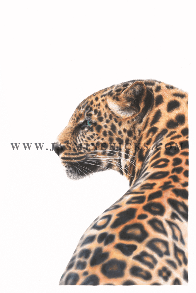 Image of Jaguar Limited Edition Print