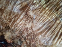 Image 3 of Burl, Redbay