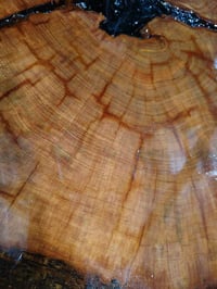 Image 3 of Ol' Bumpy - Oldest Recorded Florida Longleaf Pine