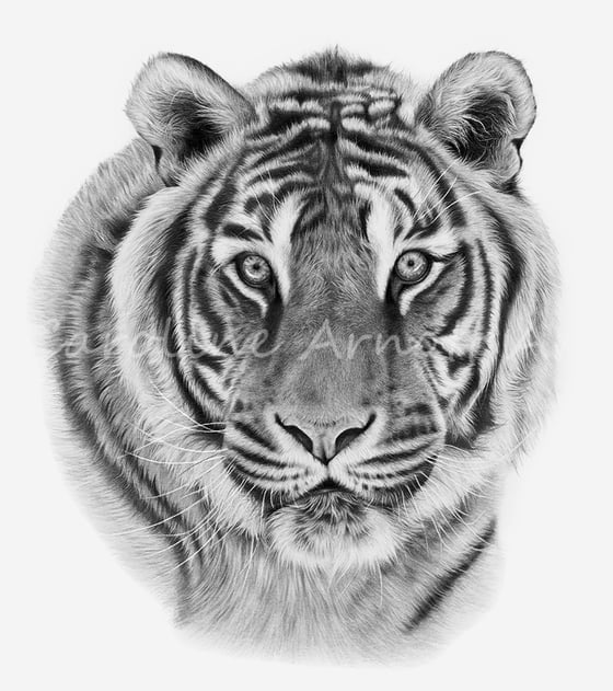 Image of 'Watching' Siberian Tiger limited edition print 11x14"