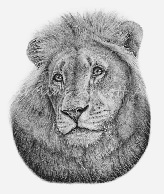 Image of 'Pride' limited edition Lion print 11x14"