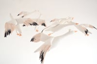 Image 1 of cocon snow goose for Happy to see you