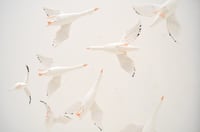 Image 3 of cocon snow goose for Happy to see you