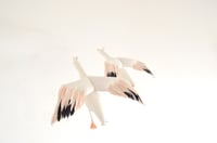 Image 4 of cocon snow goose for Happy to see you