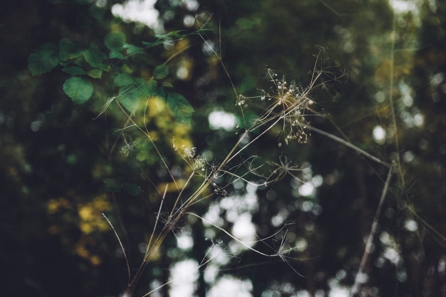 Image of spectral dissonance