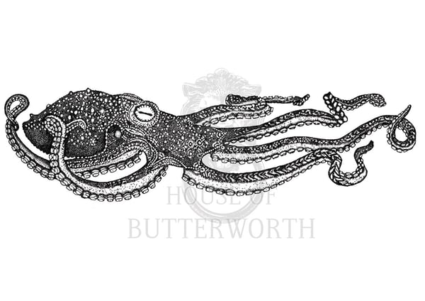 Image of Enteroctopus dofleini (Giant Pacific Octopus) - Print