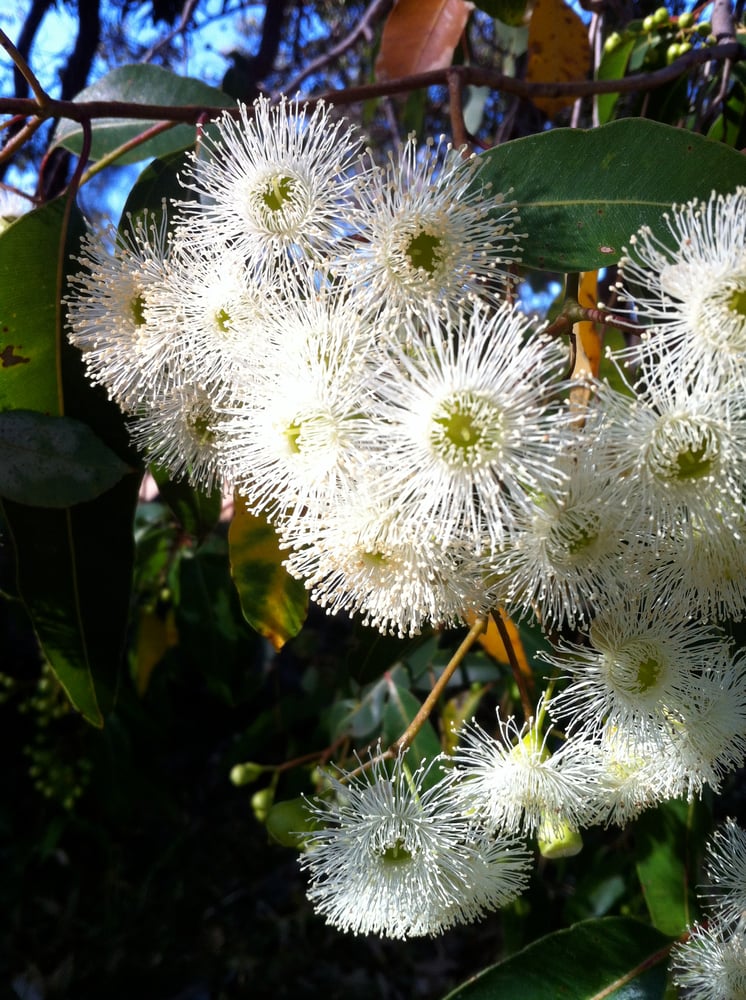 Image of FLORA EARRING: GUM BLOSSOM (BRASS)