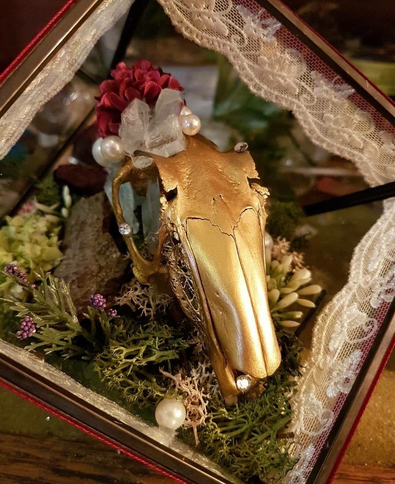 Image of Crystallised rabbit skull