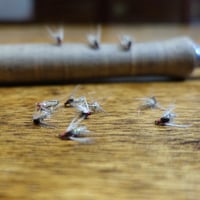 Holy Coyote Dozen Pack