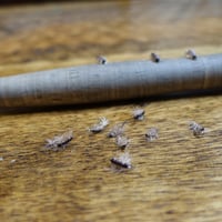 J Dub Sow Bug Dozen Pack