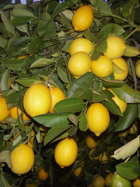 Image of Certified Organic Meyer Lemons - Order by Phone Only!