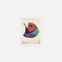 Image 1 of GOULDIAN FINCH