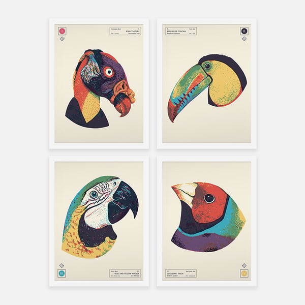 BEAK MORPHOLOGY PRINT SET - Sorry.