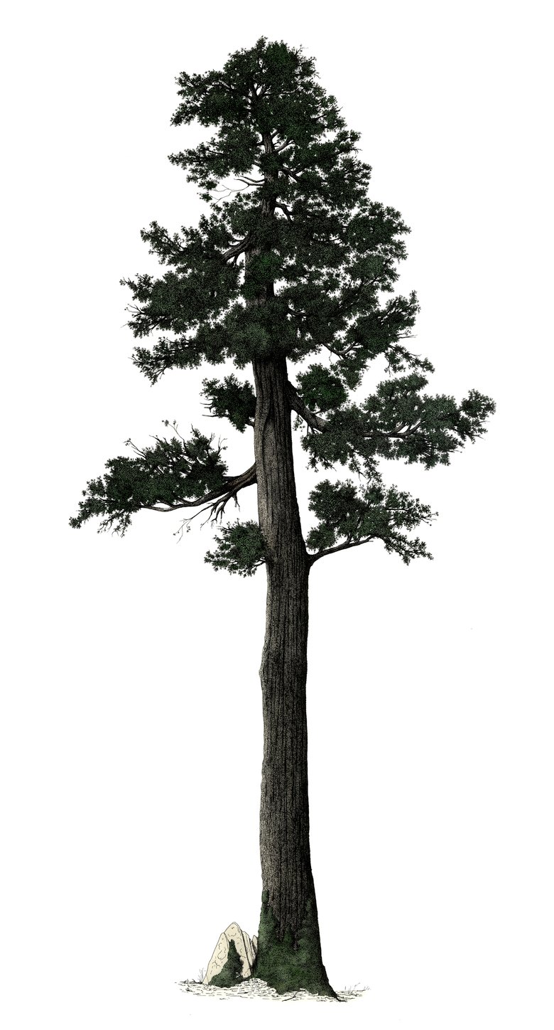Image of Eastern White cedar