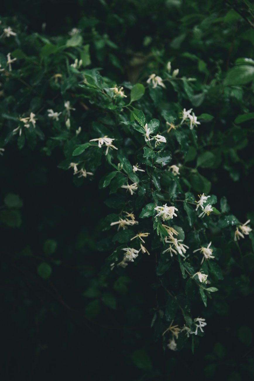 Image of placid tears
