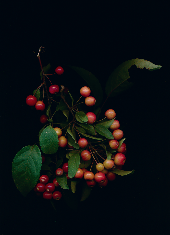 Image of tree berries