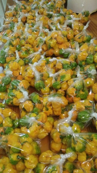 Image of 1 Dozen Organic Scotch Bonnet Peppers