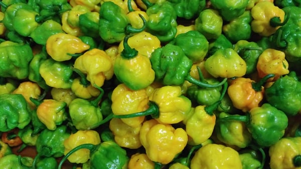 Image of 1 Pound Organic Scotch Bonnet Peppers