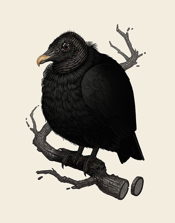 Image of Black Vulture 