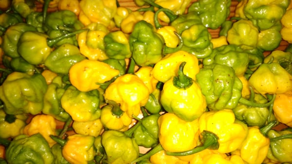 Image of 10 Pounds Organic Scotch Bonnet Peppers