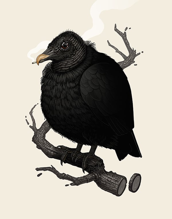 Image of Black Vulture (variant) 