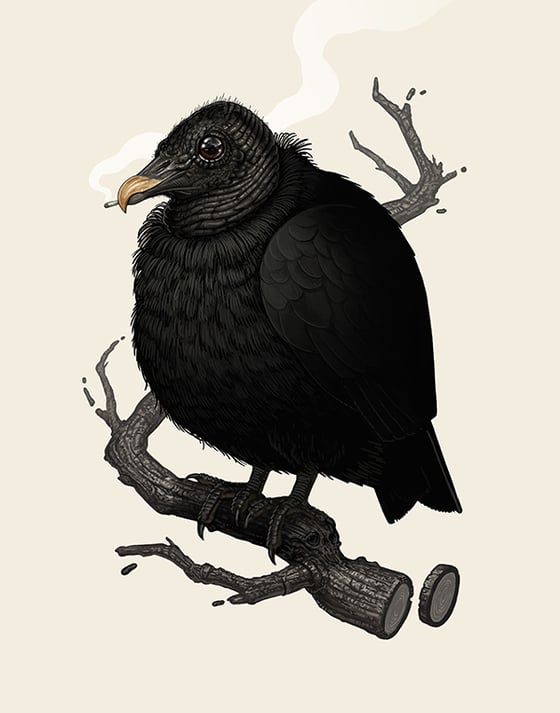 Image of Black Vulture (variant) 