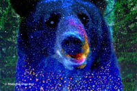 Bear with Blue Eyes