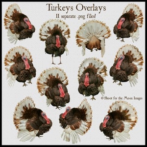 Image of Turkeys Overlays