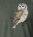 Image of Barred Owl t-shirt