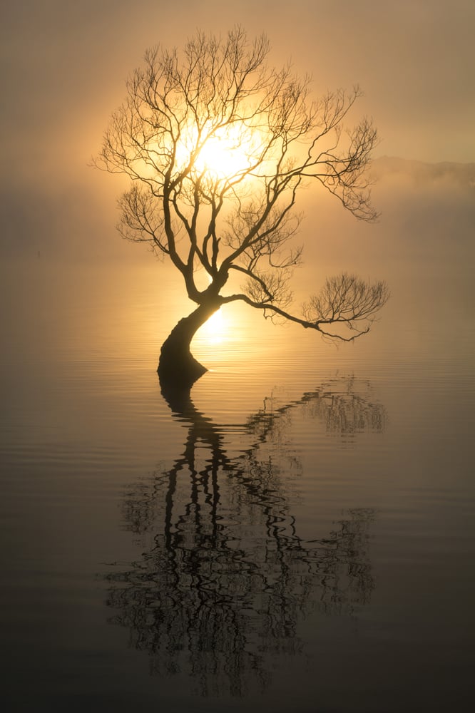 Image of Wanaka Tree