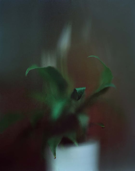 Image of Window Plant, Signed + Editioned Print
