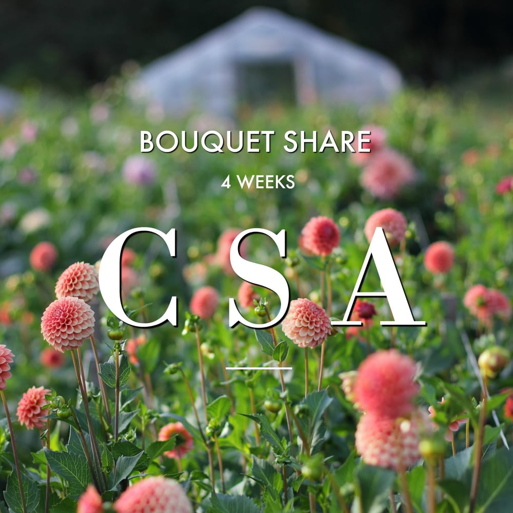 CSA BOUQUET SHARE 4 Week Subscription / Love 'n Fresh Flowers