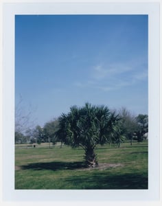 Image of Palm & Shadow