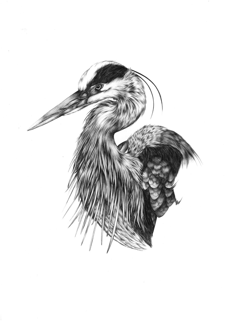 Image of Great Blue Heron - Limited Edition Print