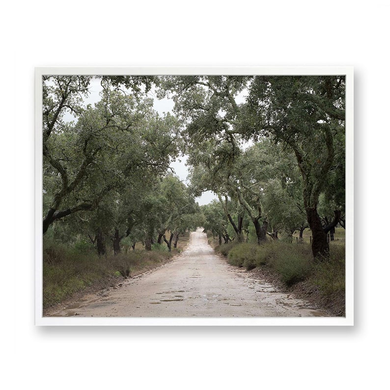 Image of Cork Tree Road, Portugal