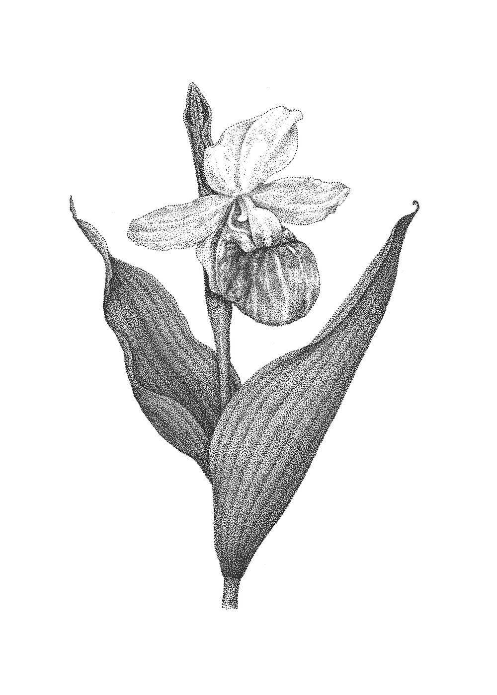 Image of Showy Lady's Slipper