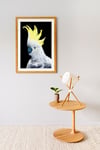 Sulphur Crested Cockatoo