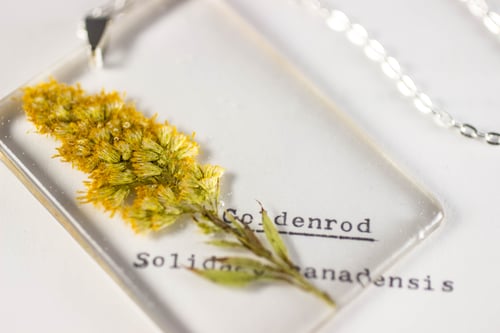 Image of Goldenrod (Solidago canadensis) - Large #4