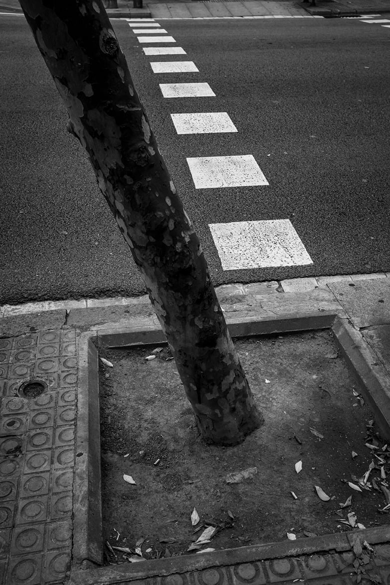 Tree with road markings