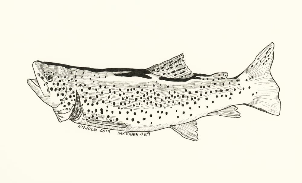 Image of Inktober #29 - Trout (2 versions)