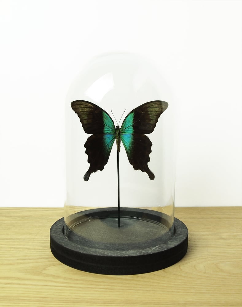 Image of Papilio peranthus adamantius dome #0038