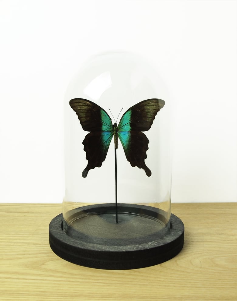 Image of Papilio peranthus adamantius dome #0038