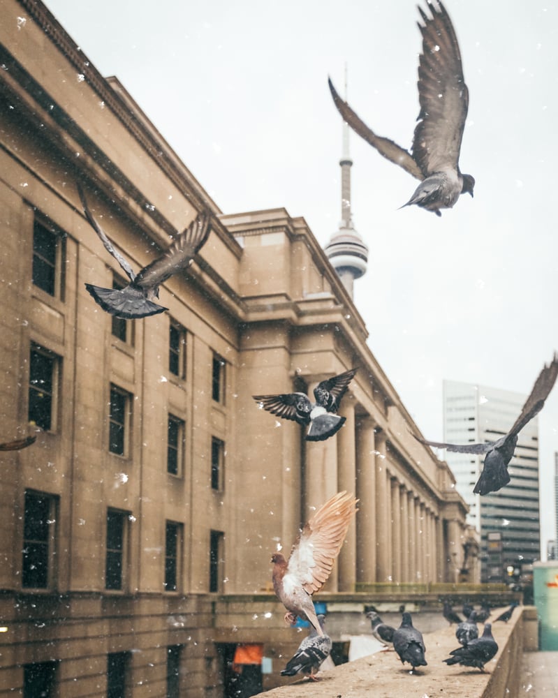 Image of Winter in Toronto