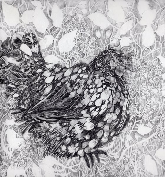Image of Speckled Hen