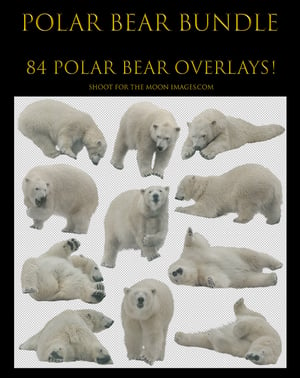 Image of Polar Bear Bundle