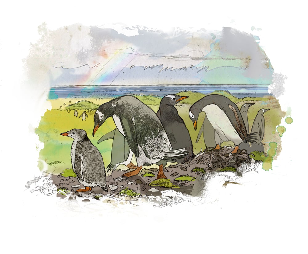Image of Rainbow Birds - Bertha's Beach- Falklands
