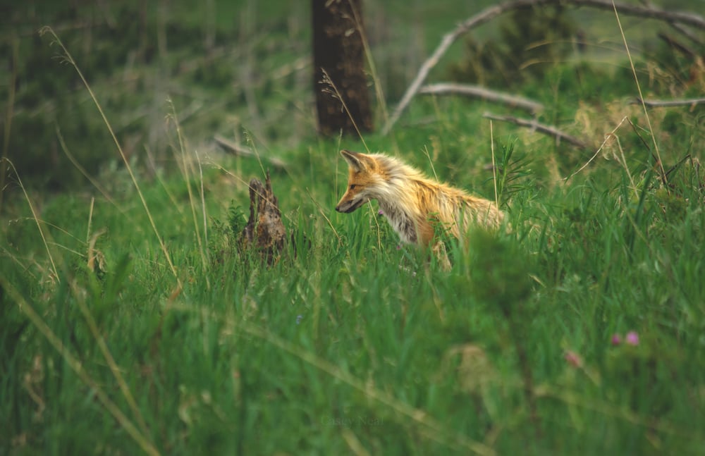 Image of Yellowstone Fox