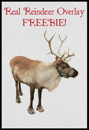 Image of Real Reindeer Overlay FREEBIE